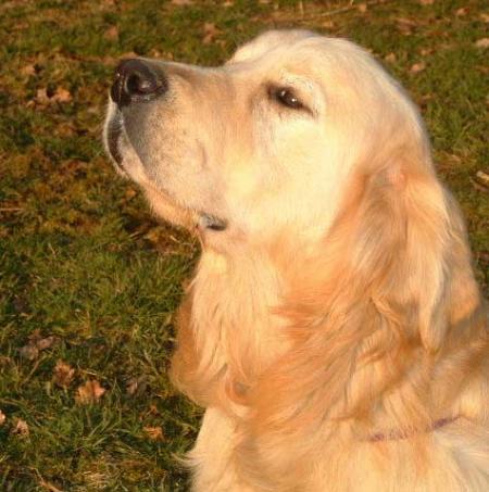 golden retriver